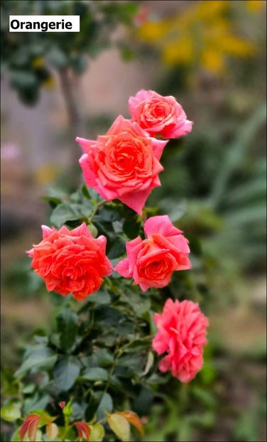 7 (6) - Helena Nezbedová