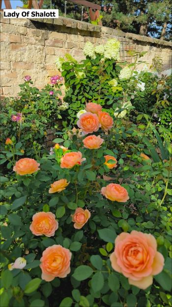 7 (9) - Helena Nezbedová