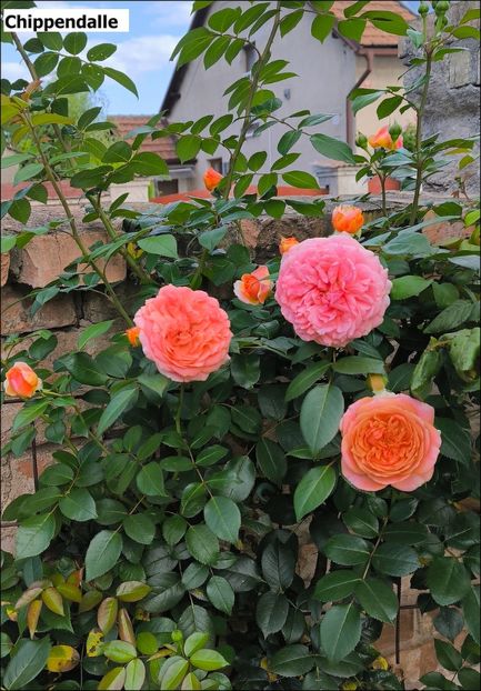 7 (13) - Helena Nezbedová