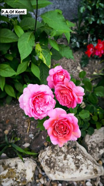 7 (17) - Helena Nezbedová