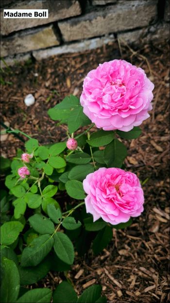 7 (21) - Helena Nezbedová