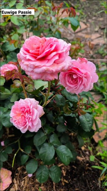 7.a (4) - Helena Nezbedová