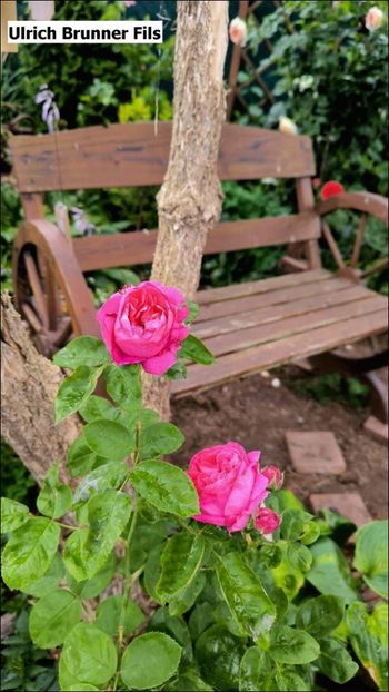 7.a - Helena Nezbedová