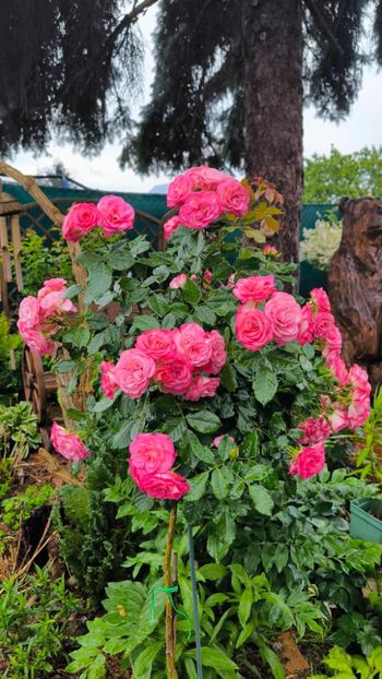 7b479be7-6e82-4764-8447-f225a08c99b1 - Helena Nezbedová