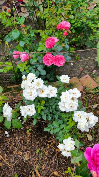 7cf7867a-53c7-4078-a870-54424d3899bf - Helena Nezbedová