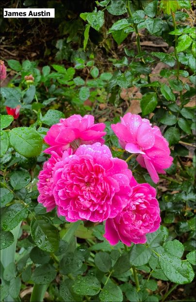 8 (4) - Helena Nezbedová