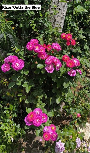 8 (5) - Helena Nezbedová