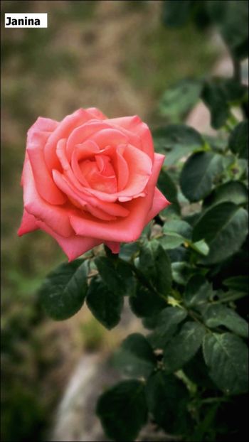 5e54bdb3-d36c-437c-a4c2-b54a8aa0754e - Helena Nezbedová