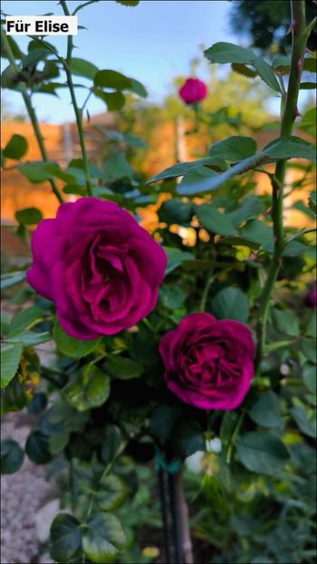 6 (5) - Helena Nezbedová