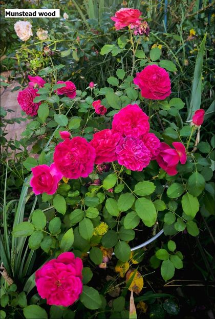 6 (9) - Helena Nezbedová