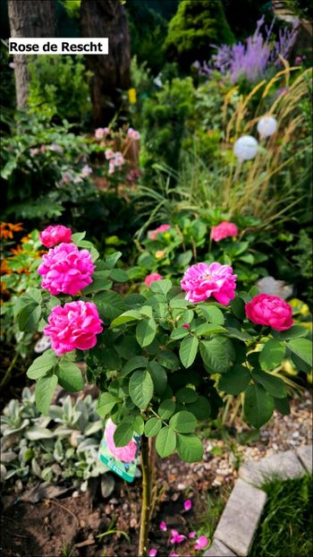 9 (15) - Helena Nezbedová