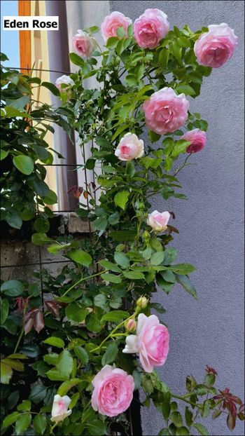 18 (2) - Helena Nezbedová