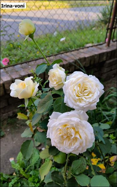 3.b - Helena Nezbedová