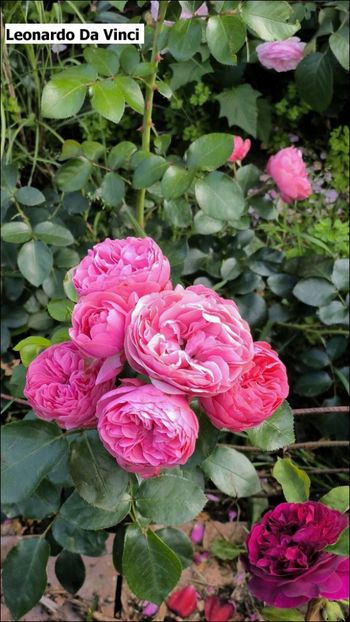 17 (5) - Helena Nezbedová