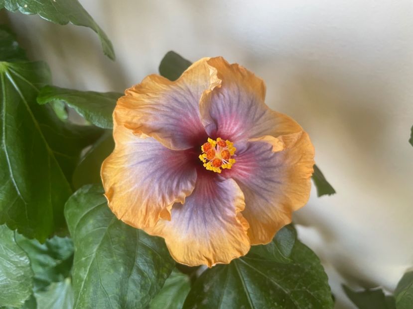  - 001 - Hibiscusi 2024 - 2