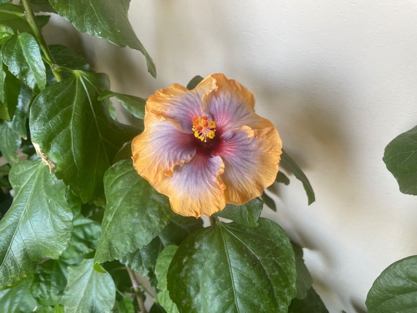  - 001 - Hibiscusi 2024 - 2