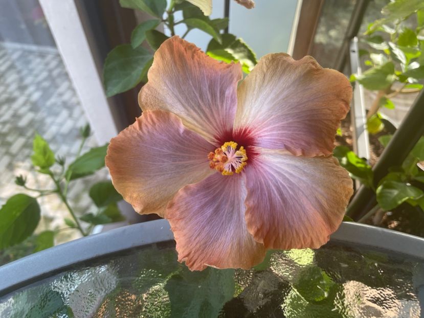  - 001 - Hibiscusi 2024 - 2