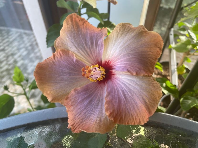  - 001 - Hibiscusi 2024 - 2