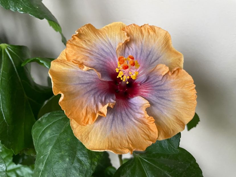  - 001 - Hibiscusi 2024 - 2