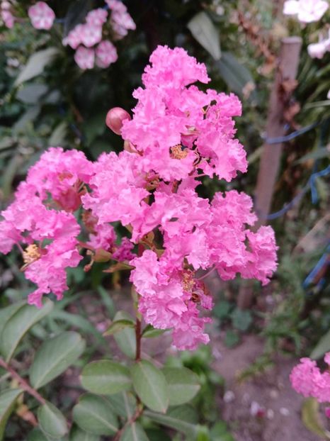  - 0 Lagestroemia-liliac indian