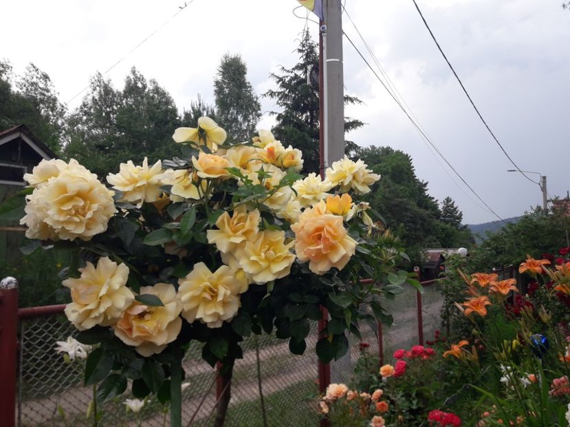 - TRANDAFIRII ANULUI-2024-