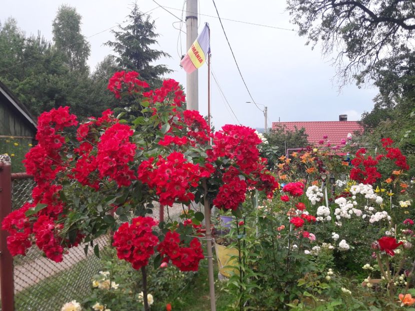  - TRANDAFIRII ANULUI-2024-