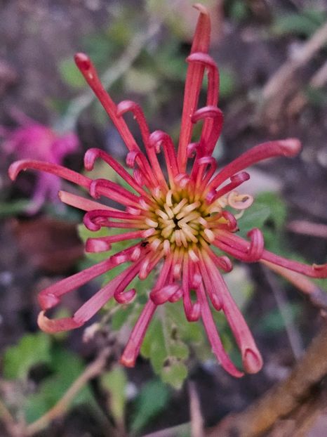  - Crizanteme 22 23 24