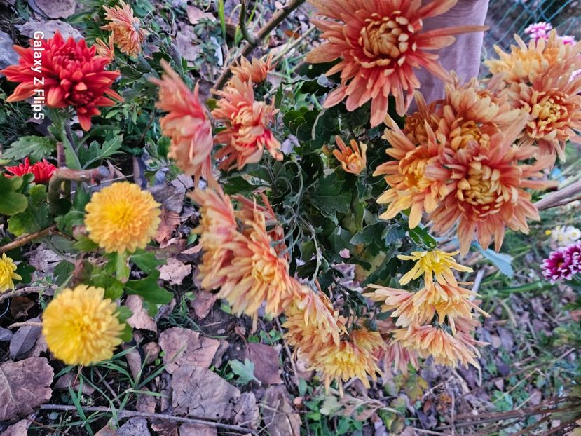  - Crizanteme 22 23 24