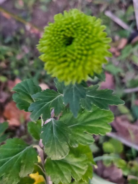  - Crizanteme 22 23 24