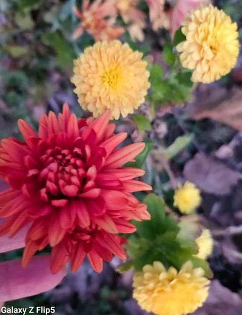  - Crizanteme 22 23 24