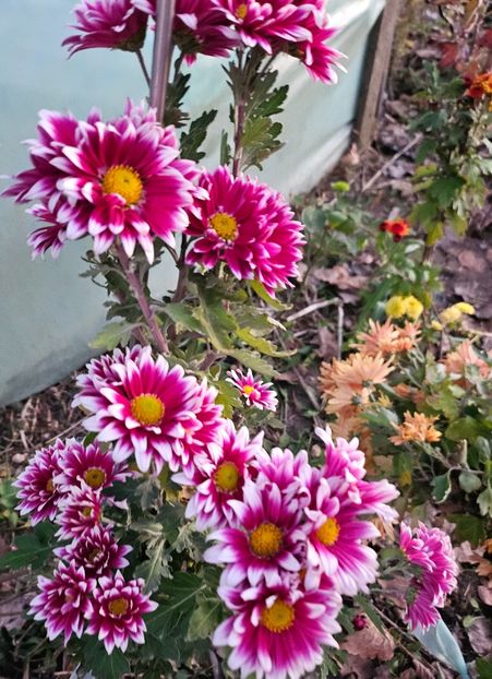  - Crizanteme 22 23 24