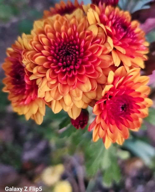  - Crizanteme 22 23 24