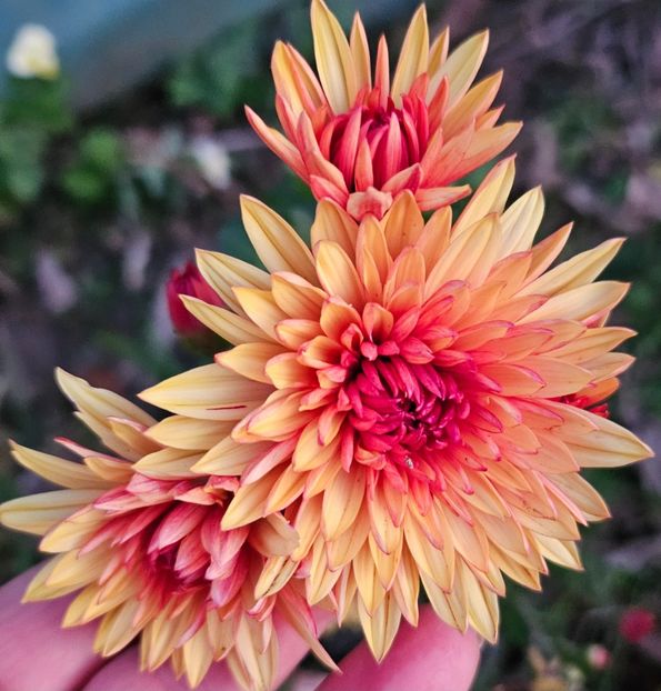  - Crizanteme 22 23 24