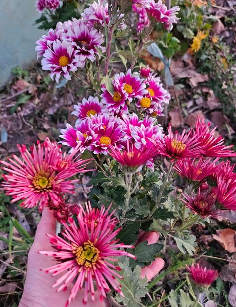  - Crizanteme 22 23 24