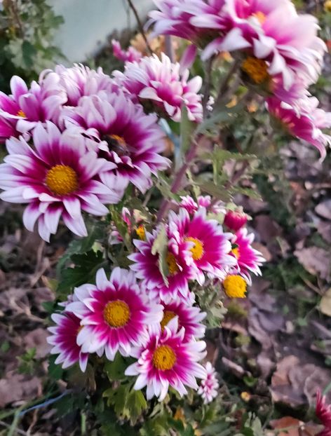  - Crizanteme 22 23 24