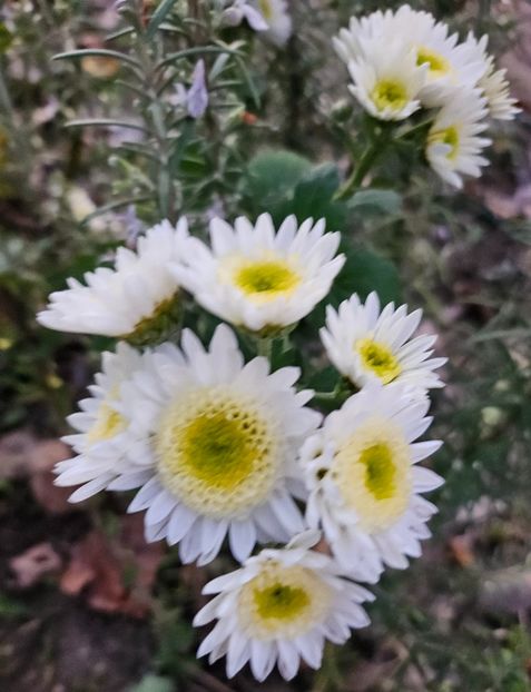  - Crizanteme 22 23 24