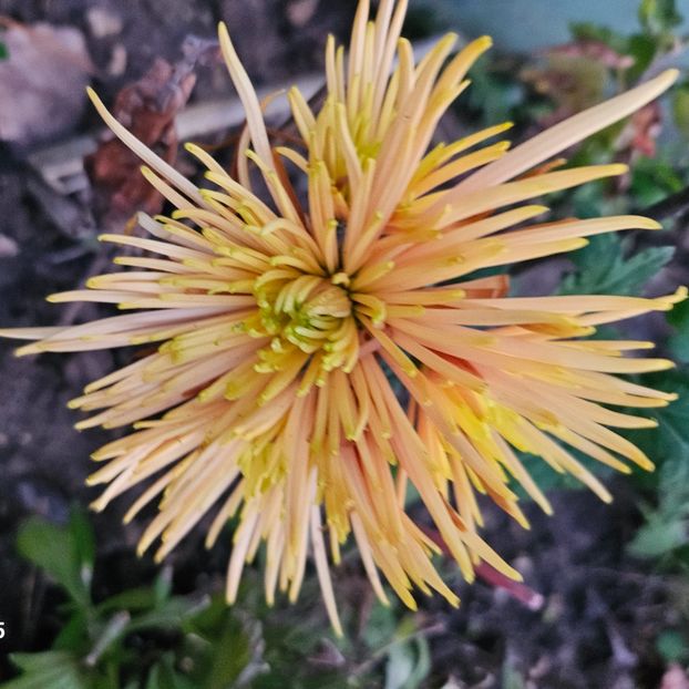  - Crizanteme 22 23 24