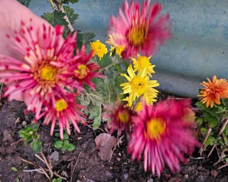  - Crizanteme 22 23 24