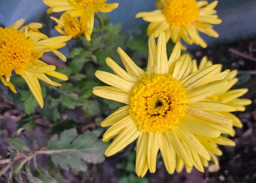  - Crizanteme 22 23 24