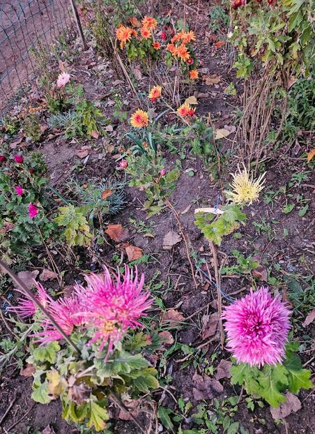  - Crizanteme 22 23 24