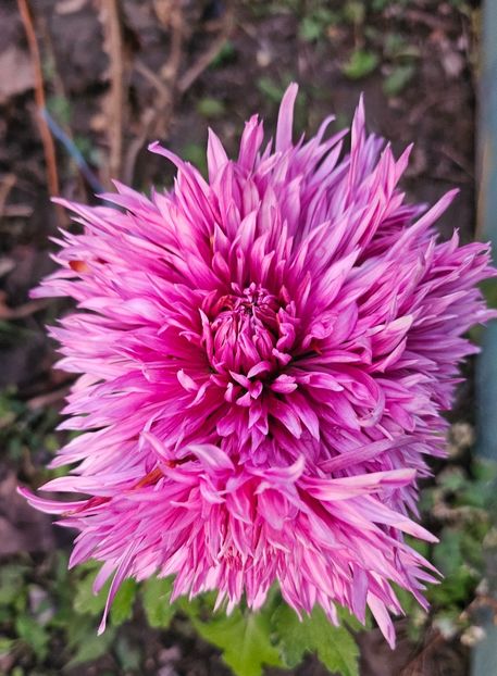  - Crizanteme 22 23 24