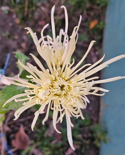  - Crizanteme 22 23 24