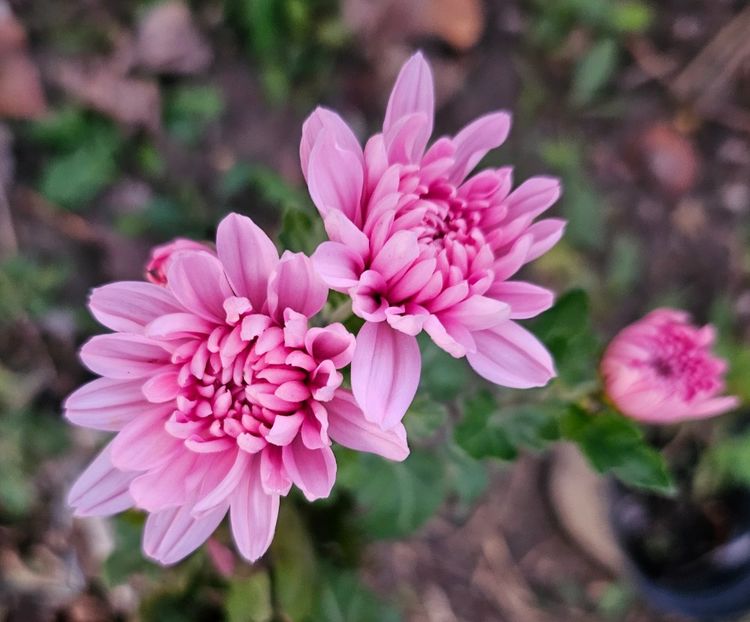  - Crizanteme 22 23 24