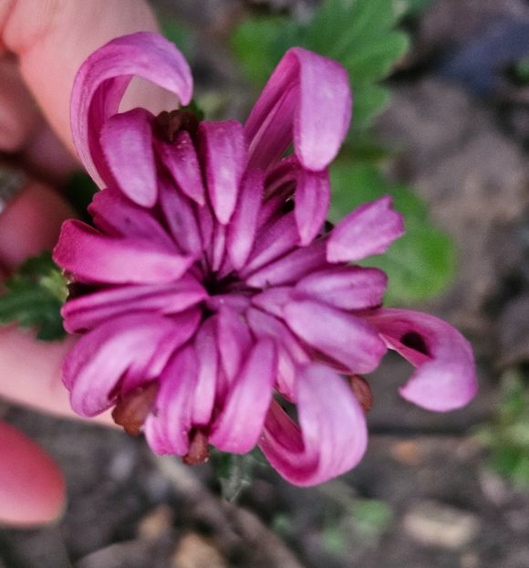  - Crizanteme 22 23 24