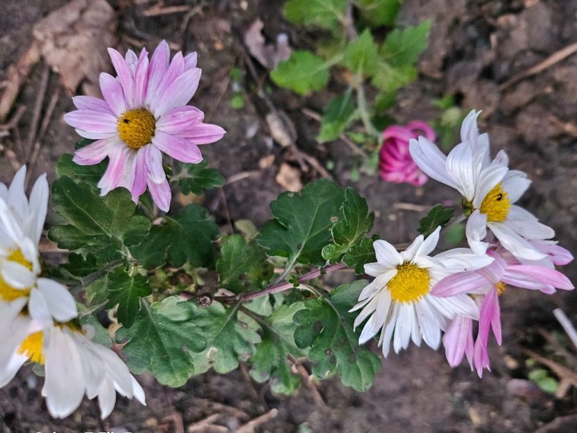  - Crizanteme 22 23 24