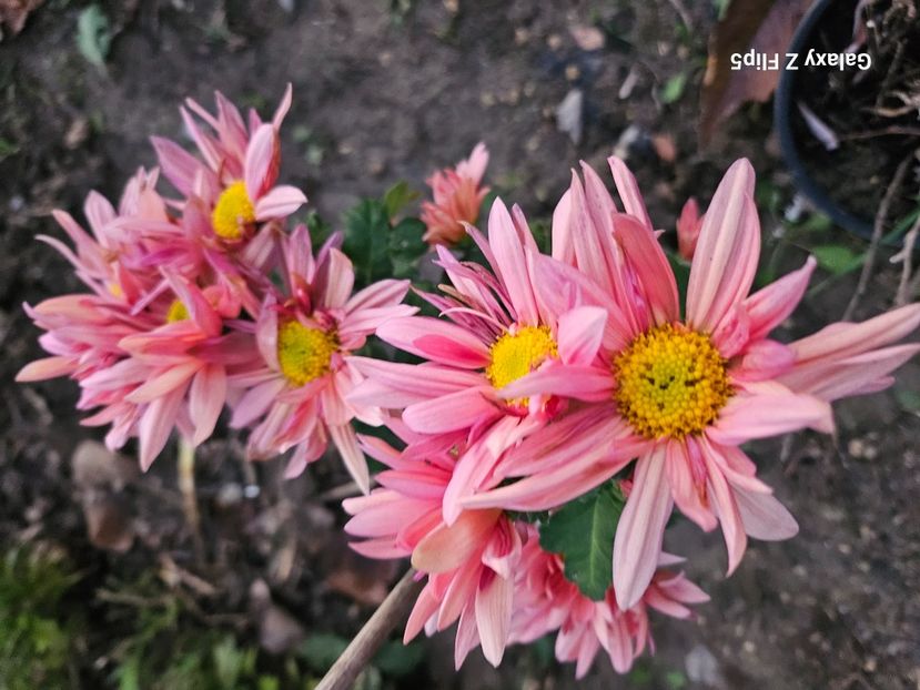  - Crizanteme 22 23 24
