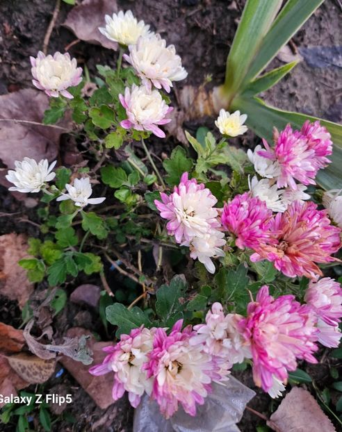  - Crizanteme 22 23 24