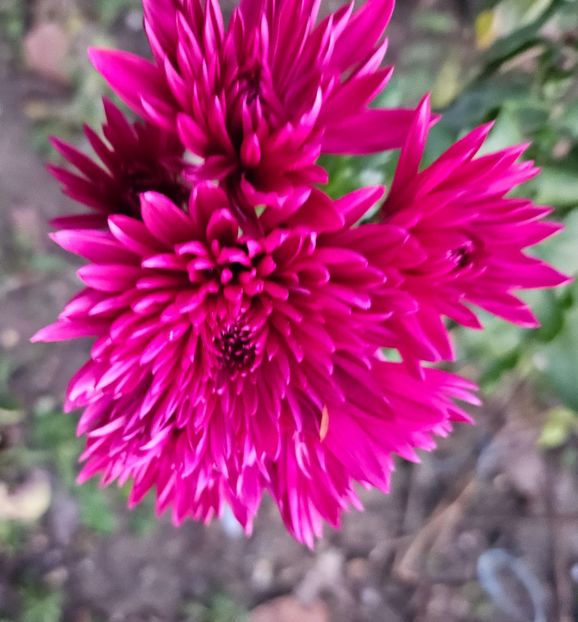  - Crizanteme 22 23 24