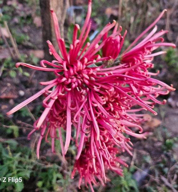  - Crizanteme 22 23 24