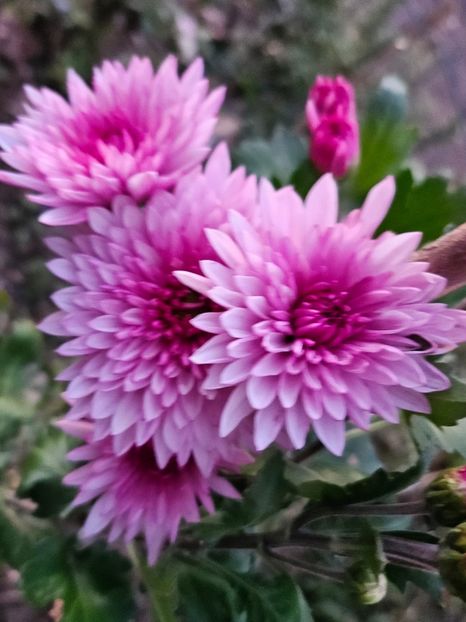  - Crizanteme 22 23 24